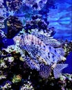 Lionfish fish. zebra fish. underwater world